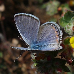plebejus acmon - Acmon Blue butterfly - male plebejus acmon